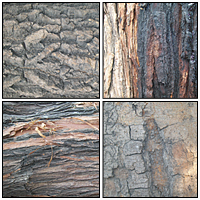 118 Tree Bark Textures - CG Premium Content Pack